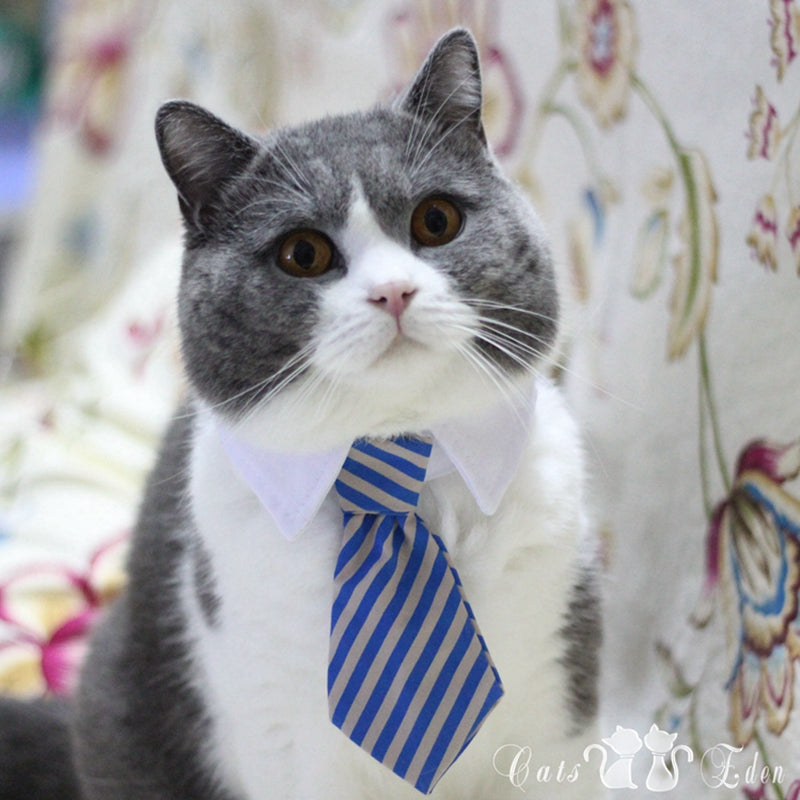 Pet Bow Tie Collar