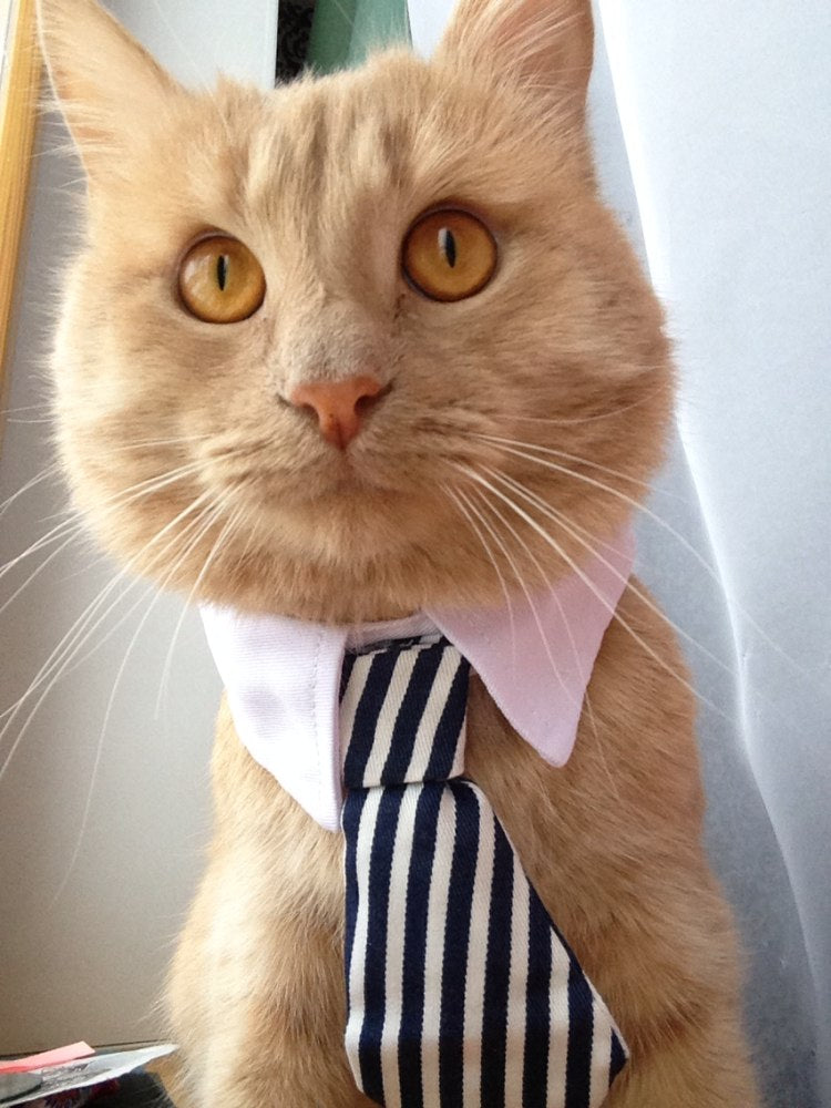 Pet Bow Tie Collar