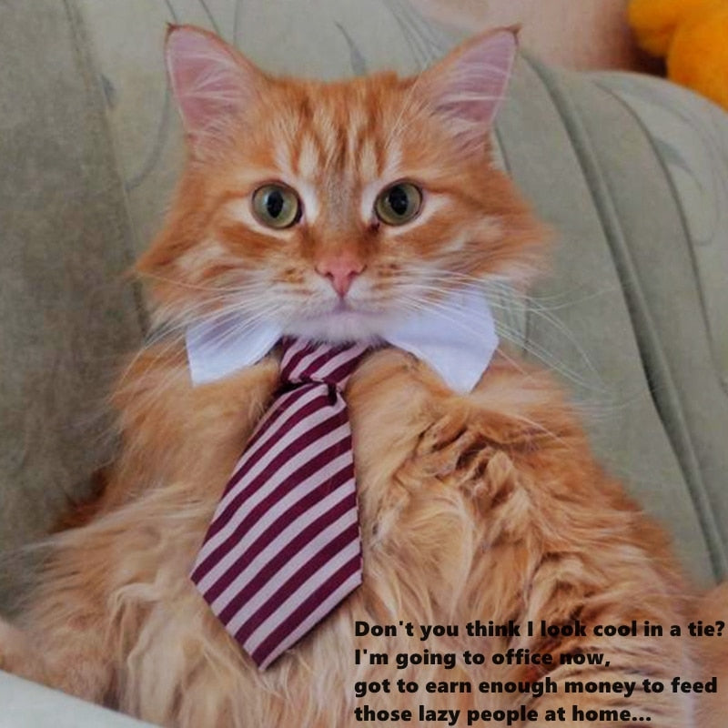 Pet Bow Tie Collar