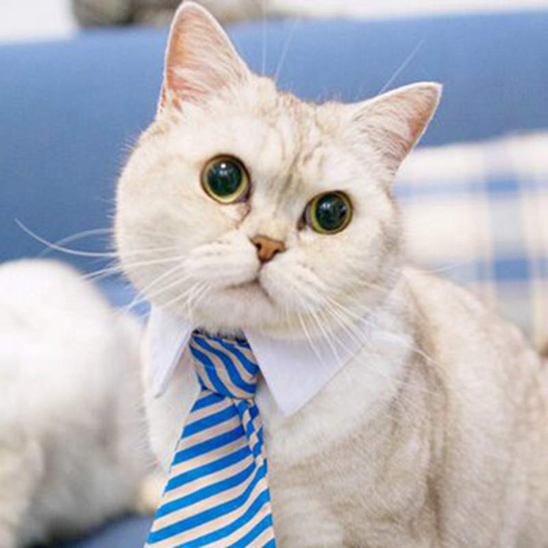 Pet Bow Tie Collar