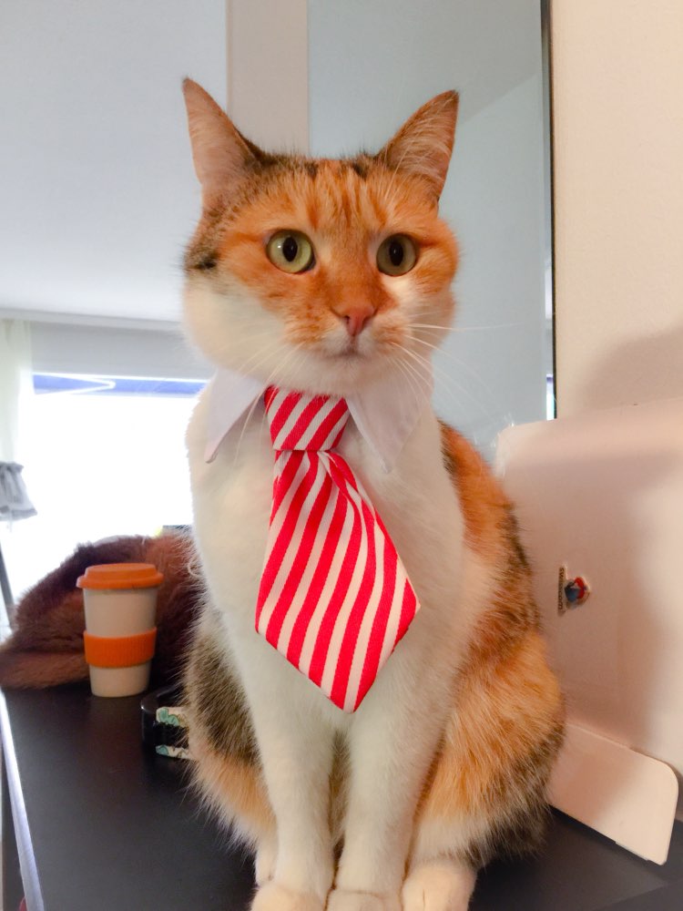 Pet Bow Tie Collar